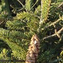 Picea glauca cone